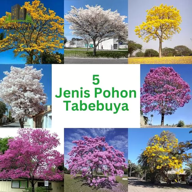 5 Jenis Pohon Tabebuya Terkenal di Indonesia
