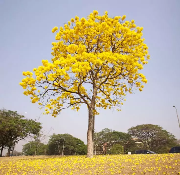 Cir - Ciri Pohon Tabebuya Kuning