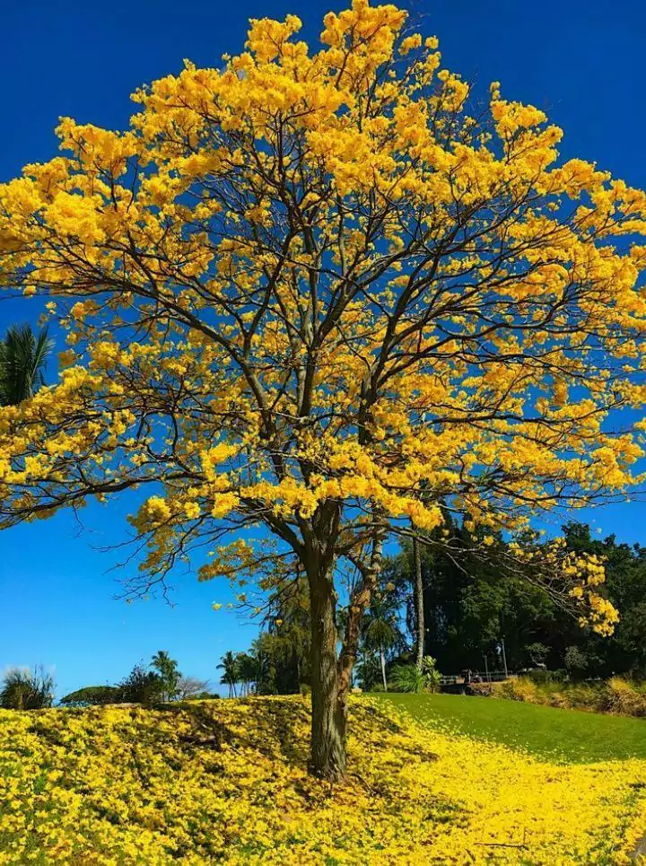 Jenis Pohon Tabebuya Kuning (Tabebuia chrysotricha )