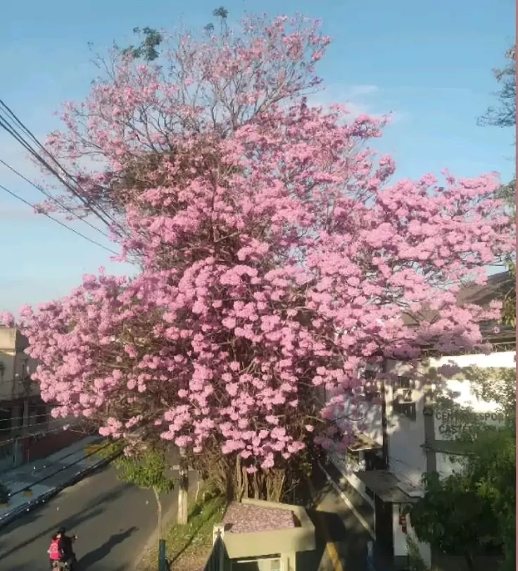 Jenis Pohon Tabebuya Pink (Tabebuia Rosea)