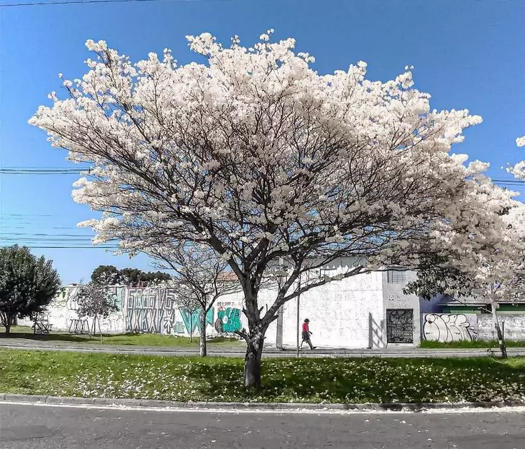 Jenis Pohon Tabebuya Putih (Tabebuia pallida )