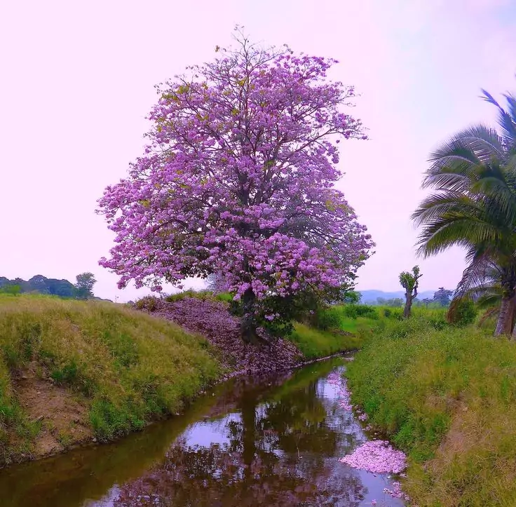 Jenis Pohon Tabebuya Ungu (Tabebuia impetiginosa )