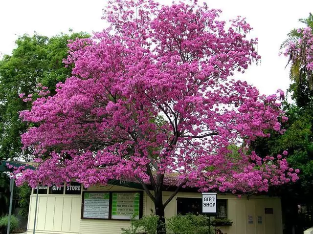 Manfaat Keunggulan Jenis Pohon Tabebuya Pink
