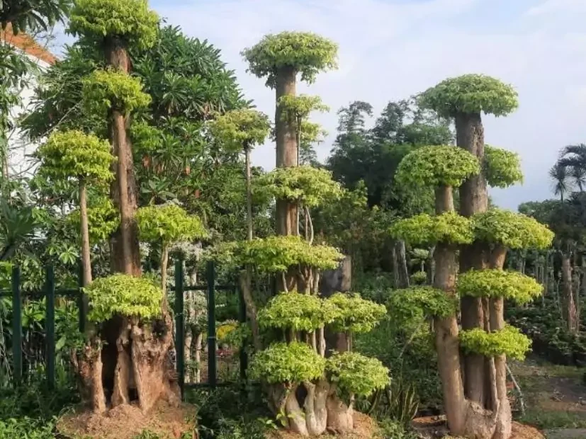 Bonsai Anting Putri