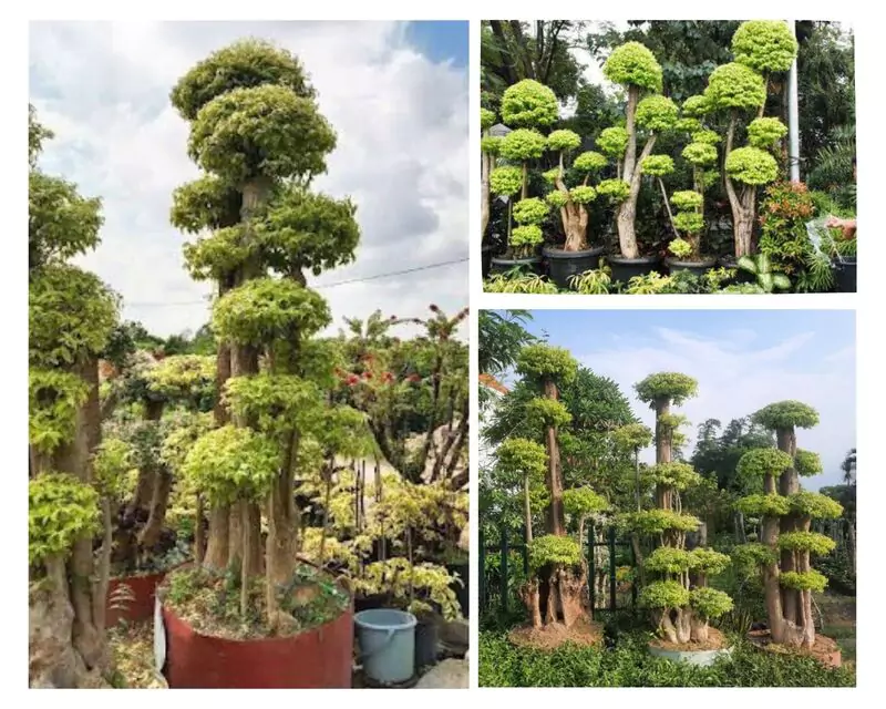 Bonsai Anting Putri Yang Mewah