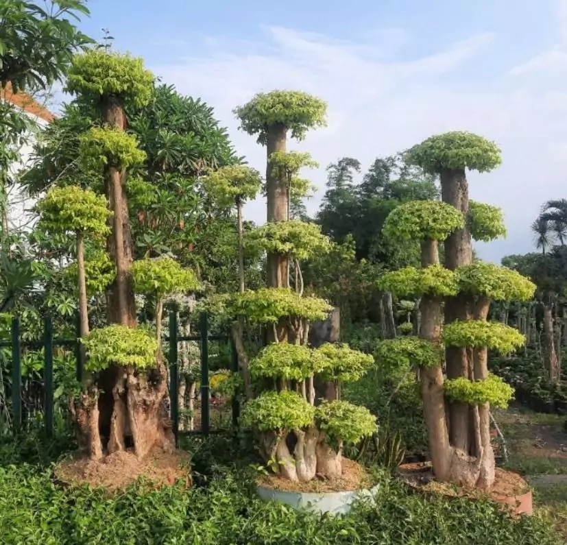 Bonsai Anting Putri