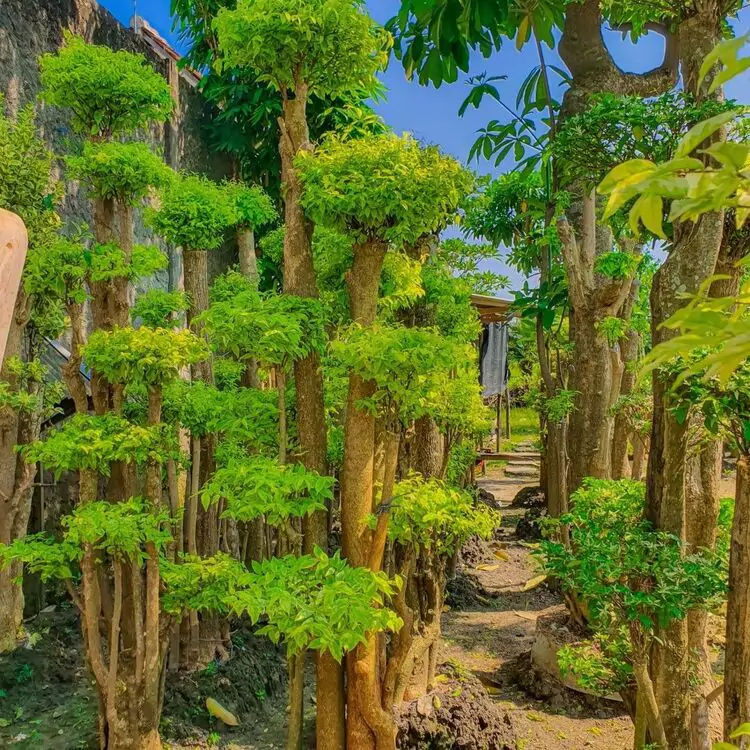 Ciri Ciri Bonsai Anting Putri
