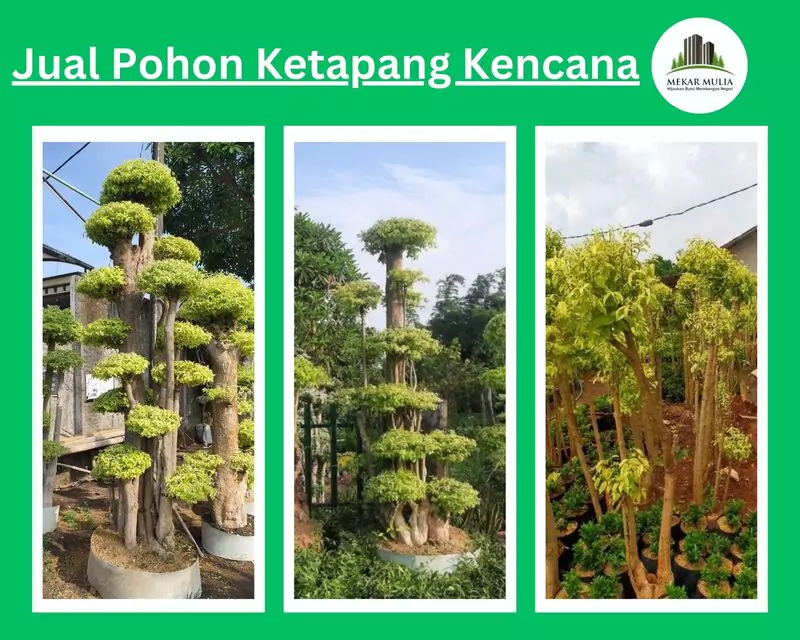 Jual Bonsai Anting Putri Harga Murah