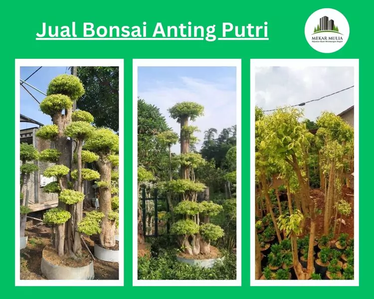 Jual Bonsai Anting Putri Terdekat Harga Murah