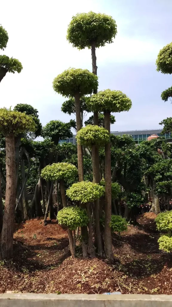 Jual Bonsai Anting Putri Unggul