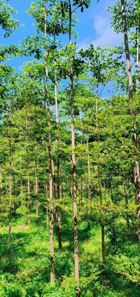 Jual Pohon Ketapang Kencana Harga Murah