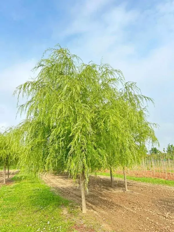 Jual Pohon Liang Liu Terpercaya