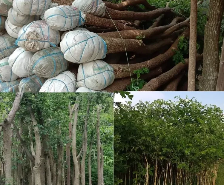 Jual Pohon Trembesi Harga Murah dan Terpercaya