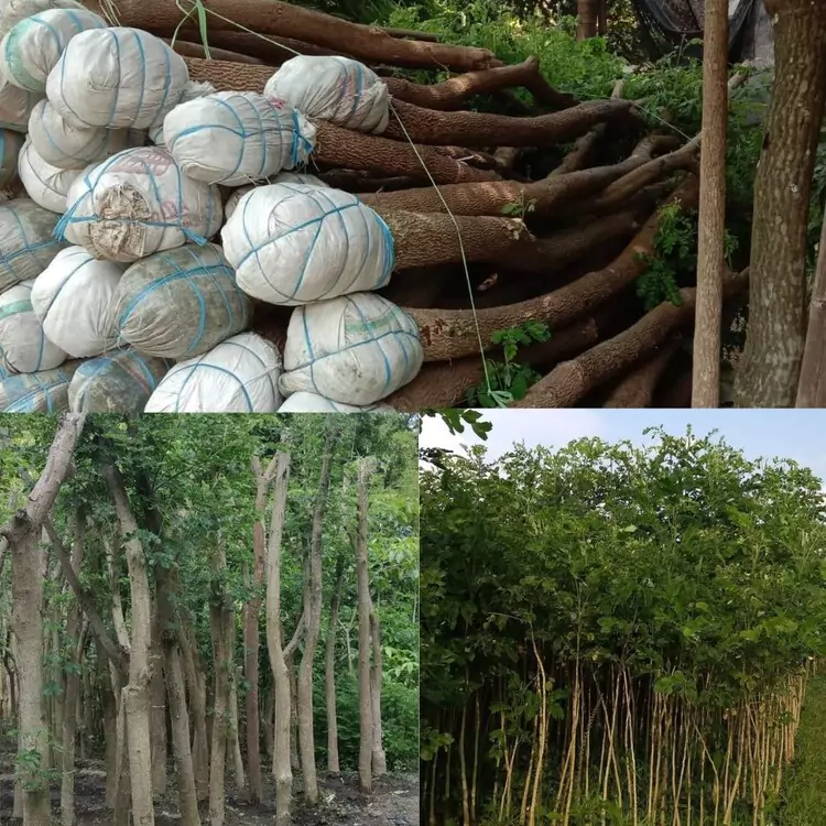 Jual Pohon Trembesi Harga Murah dan Terpercaya