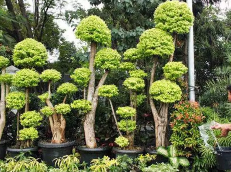 Klasifikasi Bonsai Anting Putri