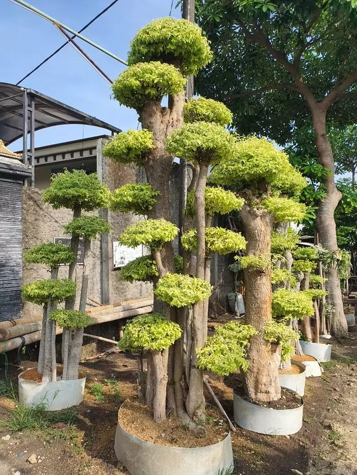 Manfaat Bonsai Anting Putri Yang Menawan