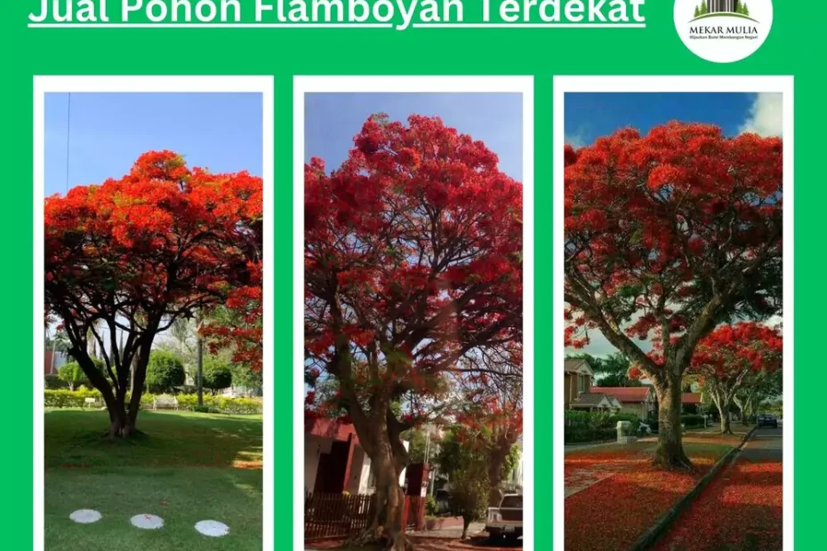 Jual Pohon Flamboyan Terdekat Harga Murah