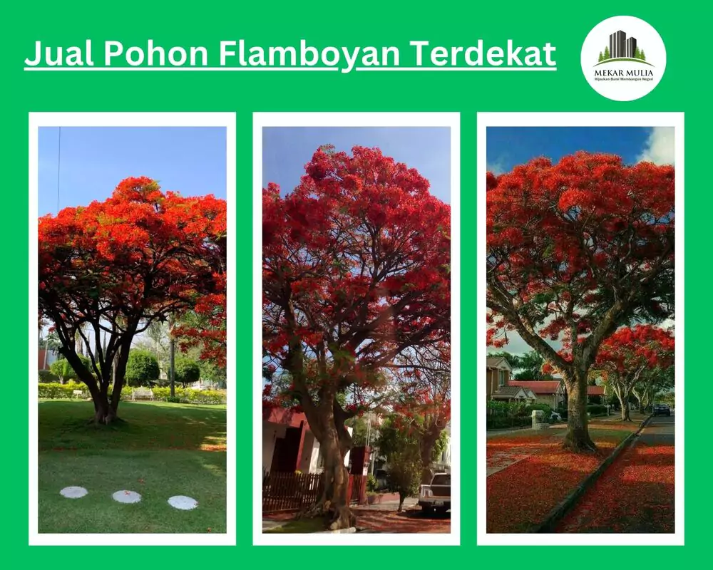 Jual Pohon Flamboyan Terdekat Harga Murah