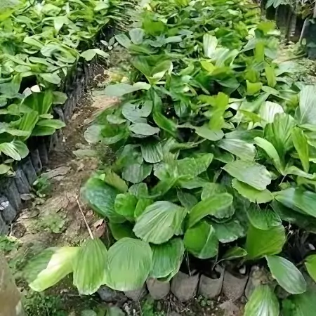 Jual Bibit Aren Genjah 30cm