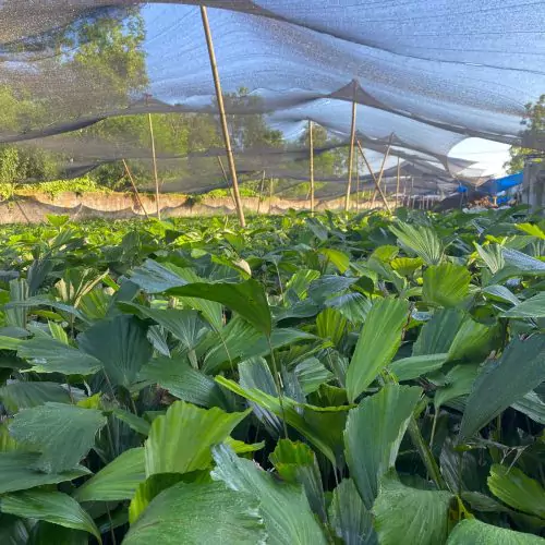 Jual Bibit Aren Genjah Berkualitas