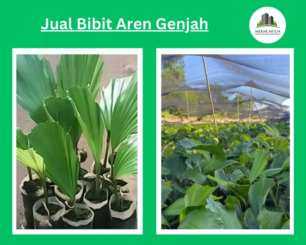 Jual Bibit Aren Genjah Harga Murah