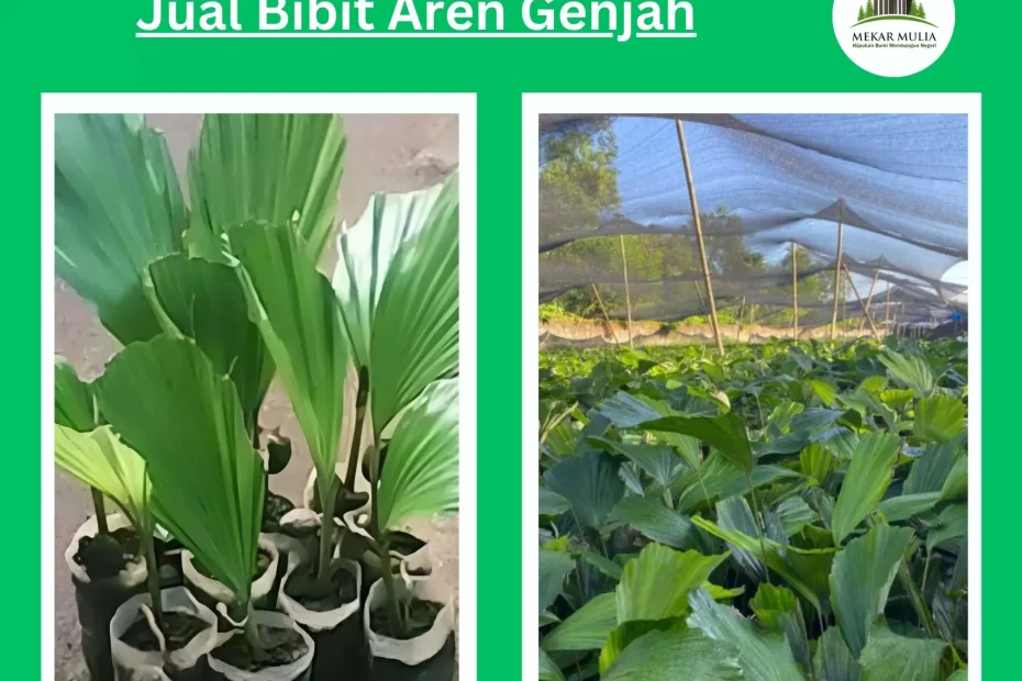 Jual Bibit Aren Genjah Harga Murah