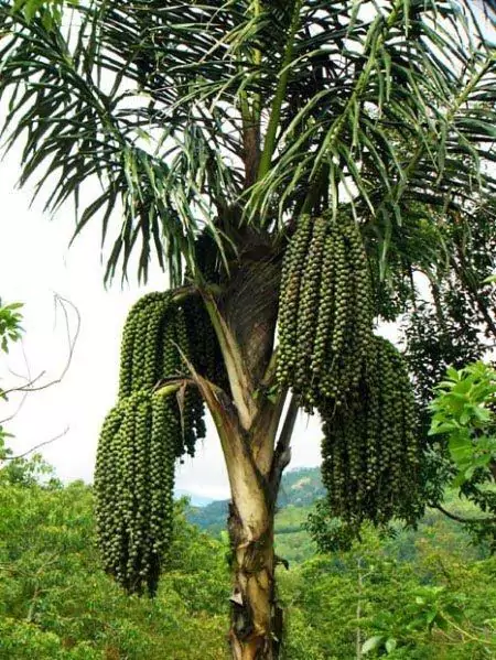 Jual Bibit Aren Terpercaya