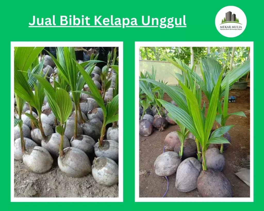 Jual Bibit Kelapa Kualitas Unggul Bergaransi