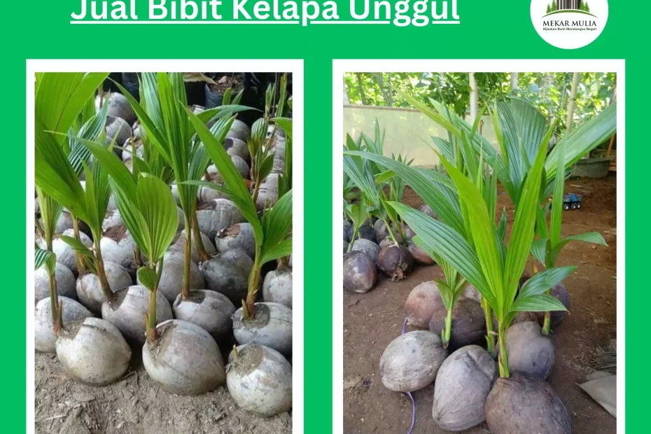 Jual Bibit Kelapa Kualitas Unggul Bergaransi