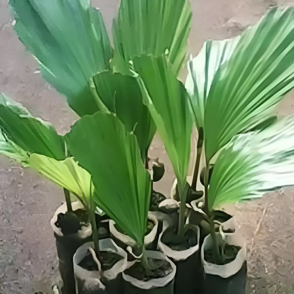 Jual Bibit Pohon Aren Genjah Unggul