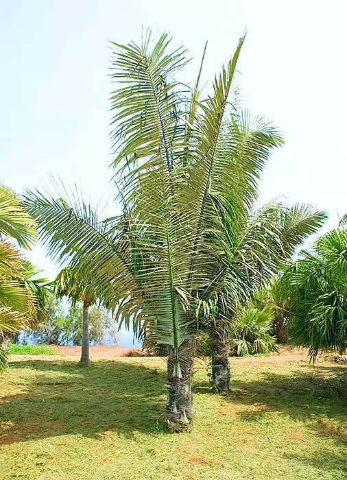 Jual Bibit pohon Aren Besar
