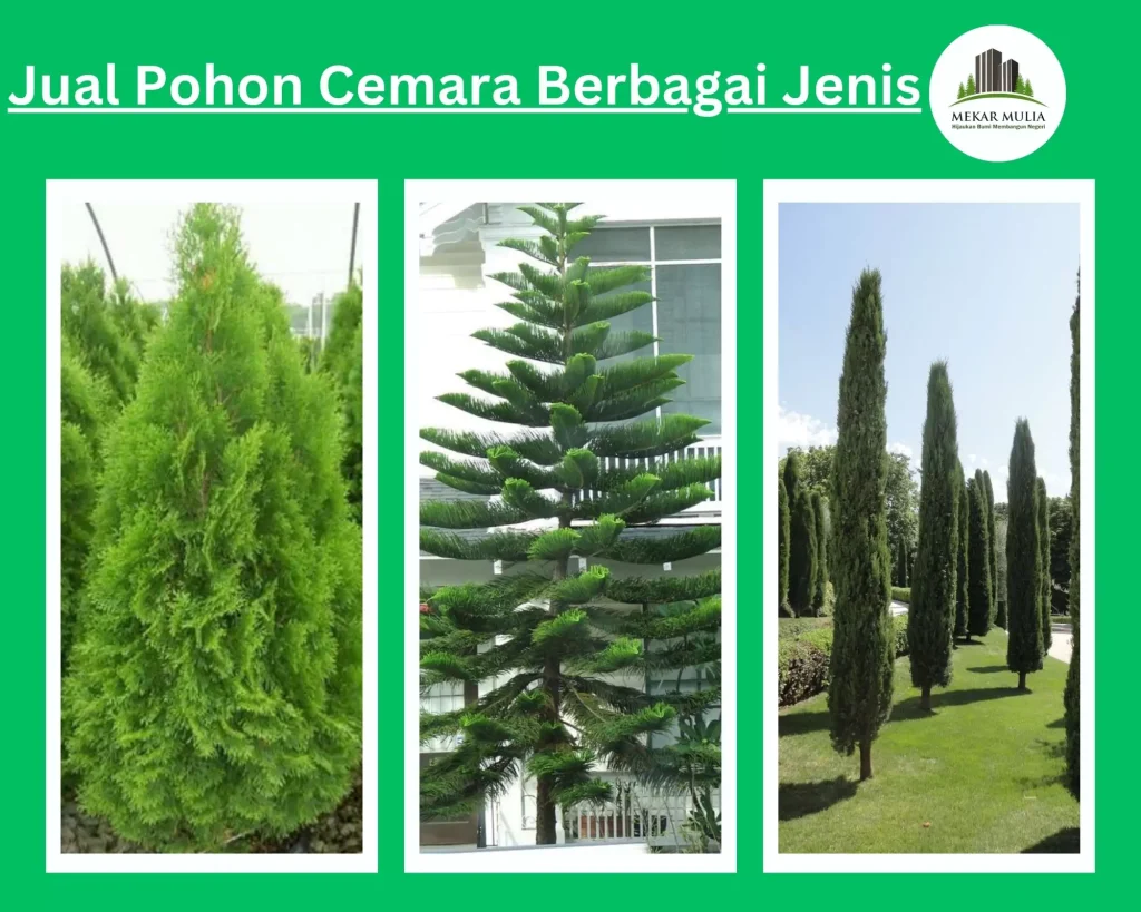 Jual Pohon Cemara Harga Murah