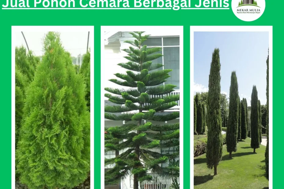 Jual Pohon Cemara Harga Murah