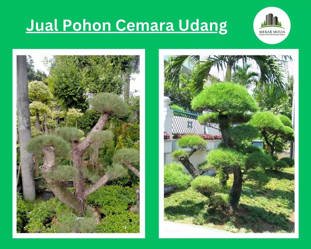Jual Pohon Cemara Udang Harga Murah Terdekat