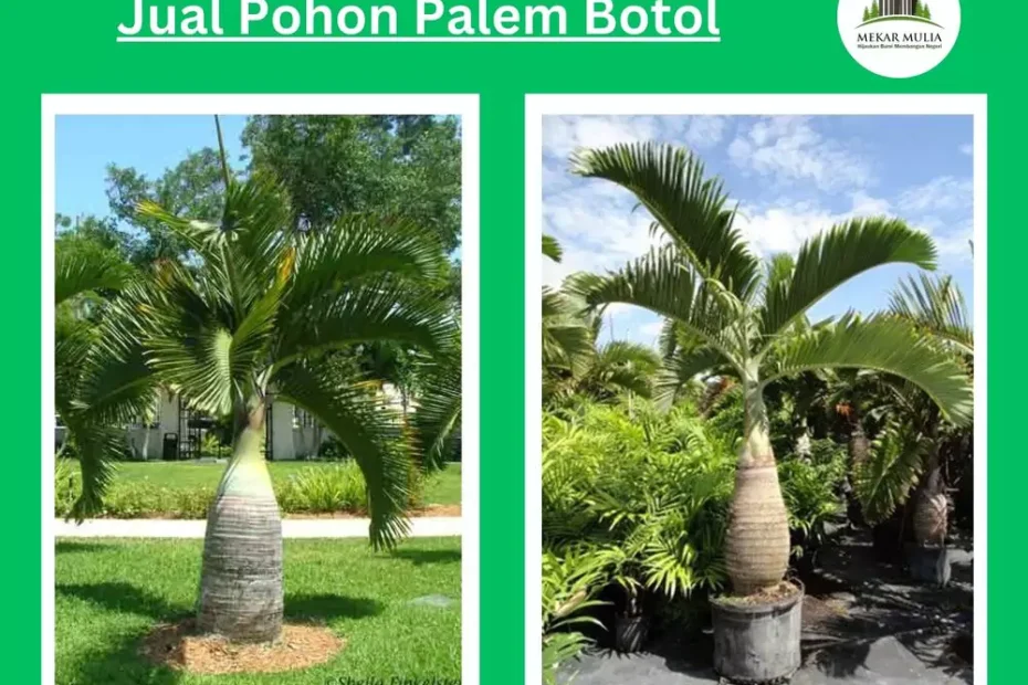 Jual Pohon Palem Botol Berkualitas Berbagai Ukuran Harga Terjangkau