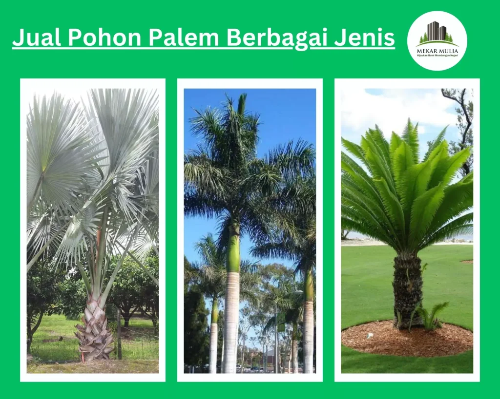 Jual Pohon Palem Harga Murah