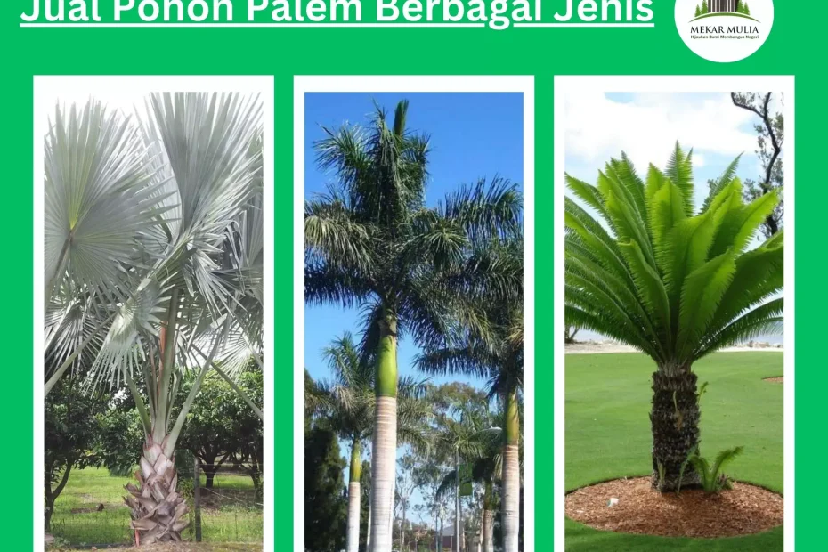 Jual Pohon Palem Harga Murah