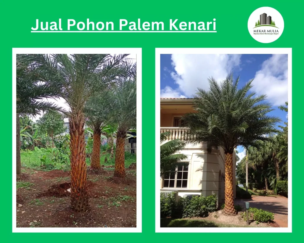 Jual Pohon Palem Kenari Berkualitas dengan Berbagai Ukuran