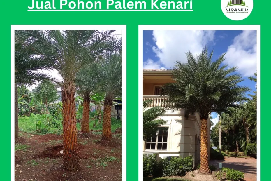 Jual Pohon Palem Kenari Berkualitas dengan Berbagai Ukuran