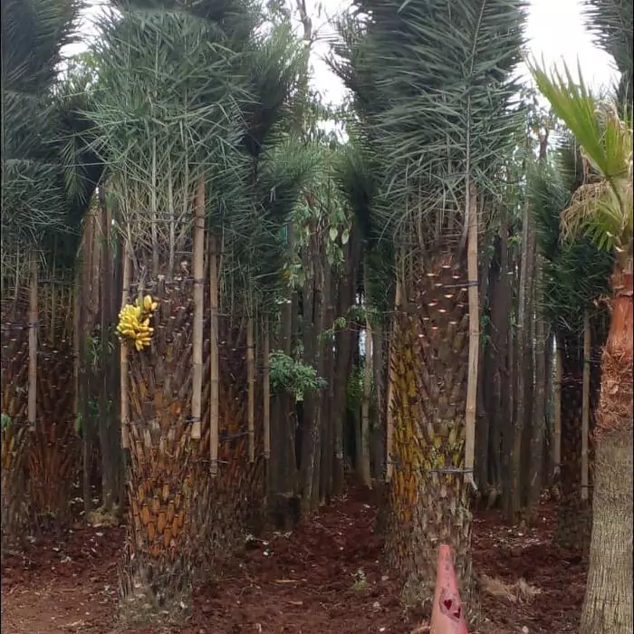 Jual Pohon Palem Kenari Harga Murah