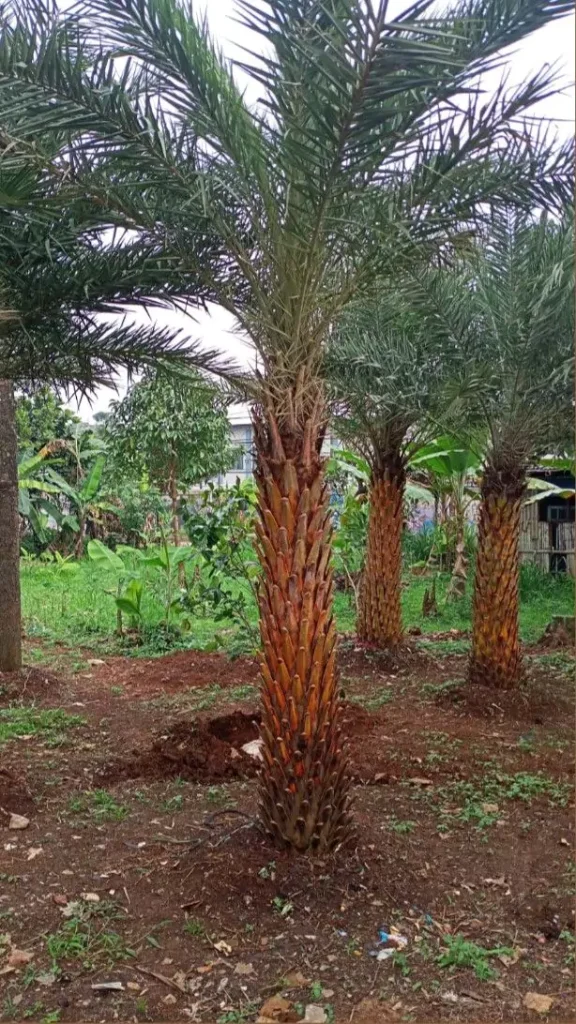 Jual Pohon Palem KenariTinggi 1 - 3 Meter