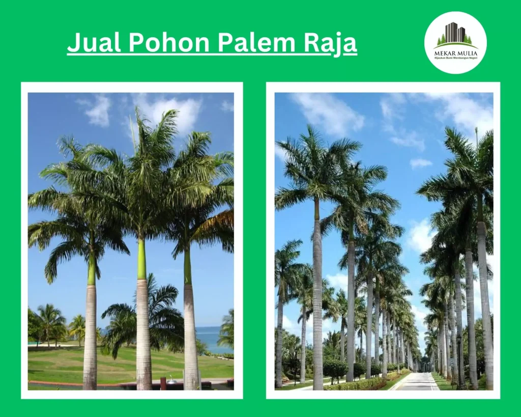 Jual Pohon Palem Raja Berkualitas untuk Taman dan Penghijauan