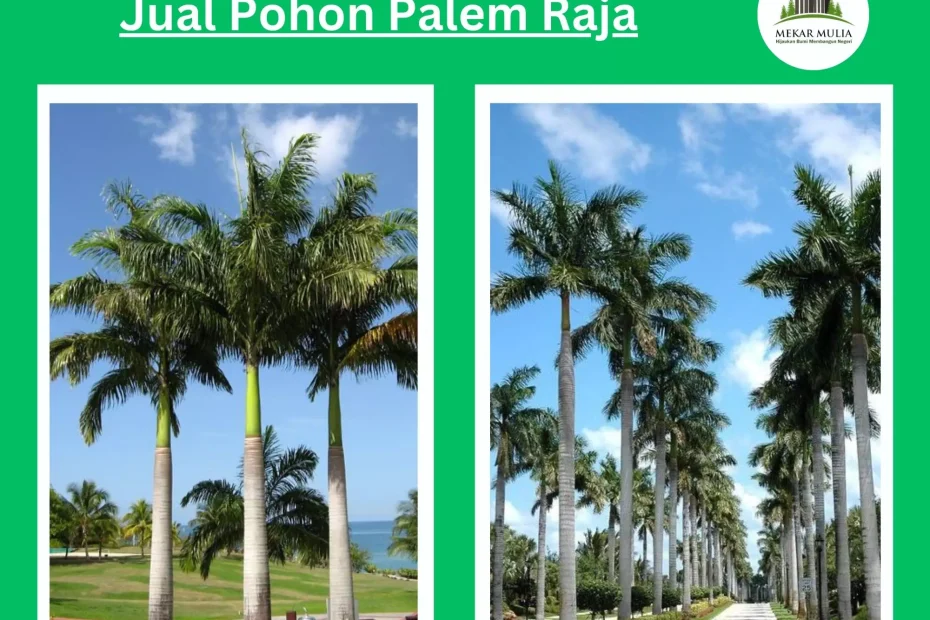 Jual Pohon Palem Raja Berkualitas untuk Taman dan Penghijauan