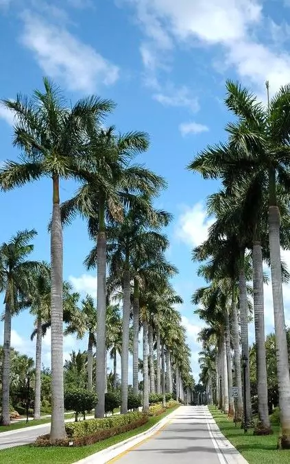 Jual Pohon Palem Raja Besar