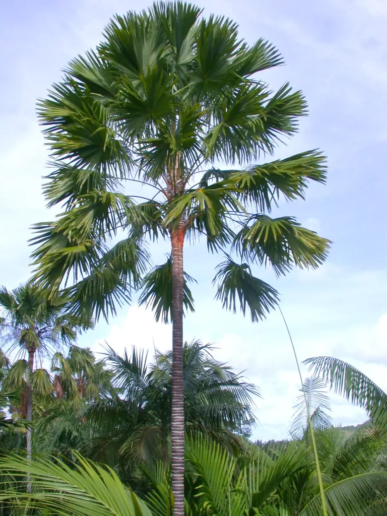 Jual Pohon Palem Sadeng Harga Murah