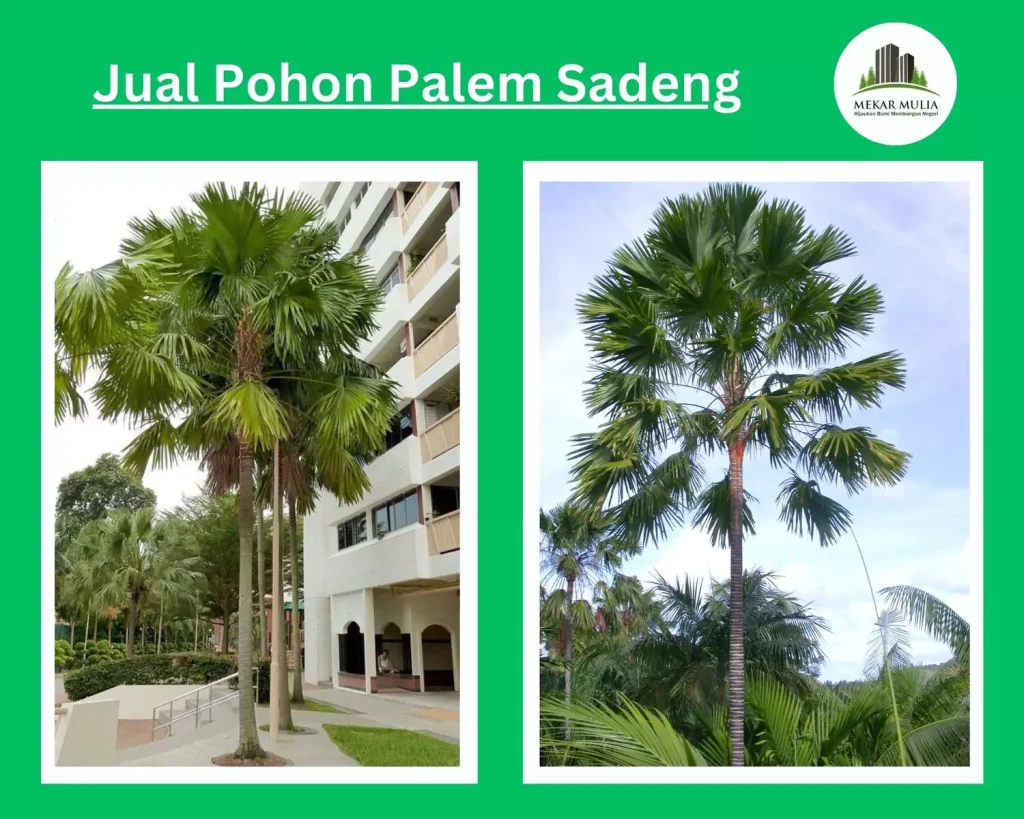Jual Pohon Palem Sadeng, Supplier Pohon Palem Sadeng Terpercaya