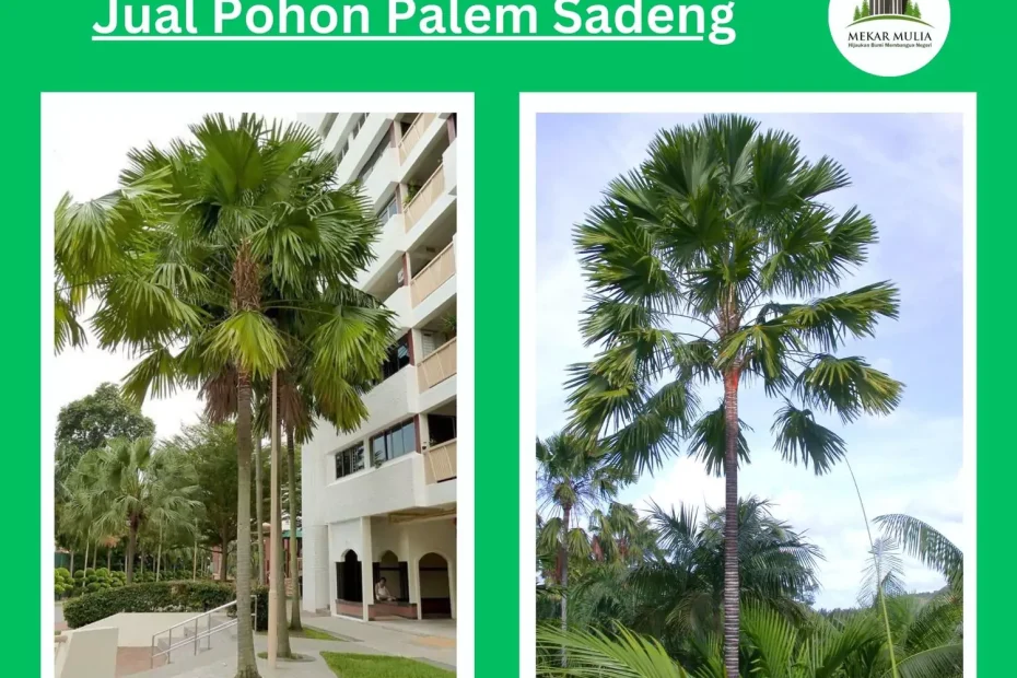 Jual Pohon Palem Sadeng, Supplier Pohon Palem Sadeng Terpercaya