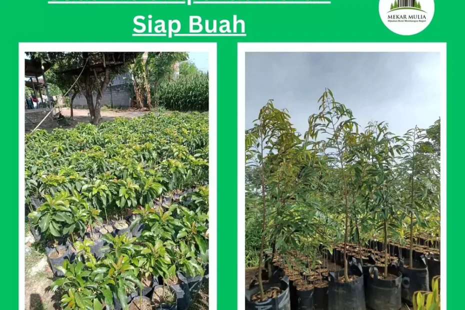 Jual Bibit Alpukat Berkualitas, Siap Buah, Harga Murah