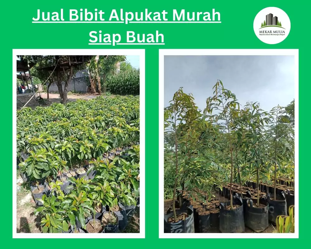 Jual Bibit Alpukat Berkualitas, Siap Buah, Harga Murah