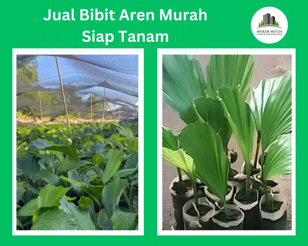 Jual Bibit Aren Murah & Berkualitas Siap Kirim